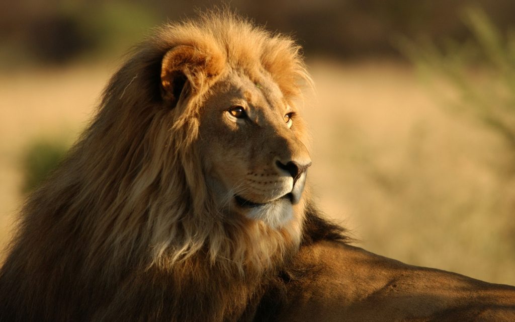 Lo que nos enseñan los leones sobre el miedo
